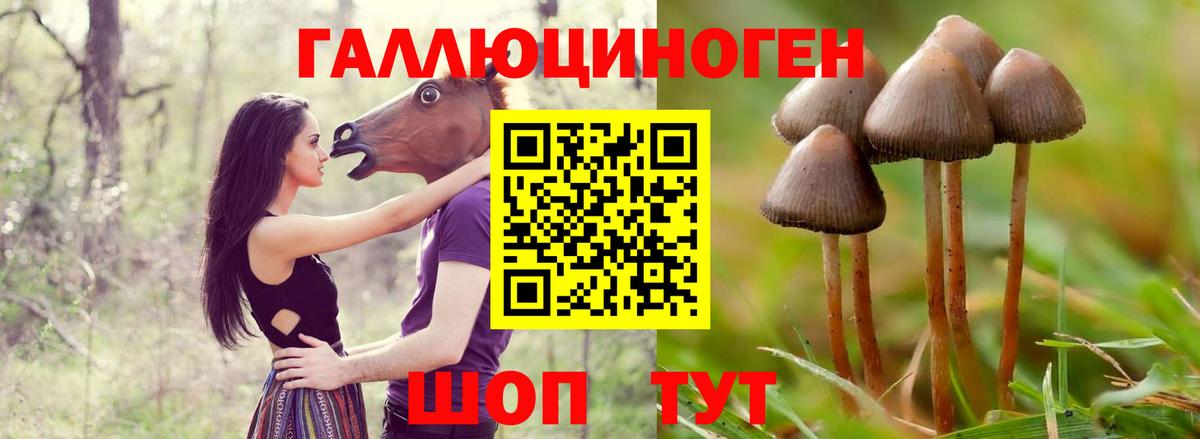 как найти наркотики  Галлюциногенные грибы Psilocybe  Вход с VPN  Галлюциногенные грибы Psilocybine cubensis  Сальск 